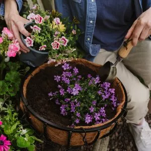 planting hanging baskets