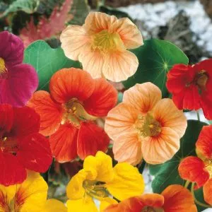 Unwins Nasturtium Whirlybird Mix Seeds