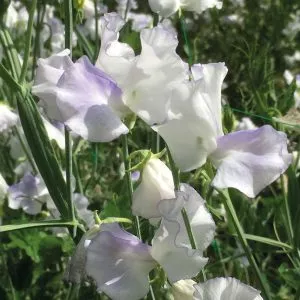 unwins sweet pea jubilee