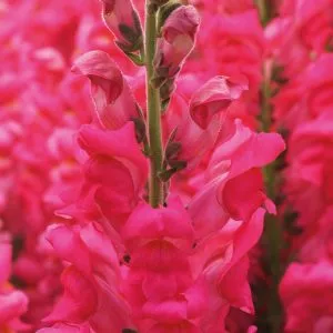 Nature's Haven Antirrhinum Potomac Cherry Rose Seeds