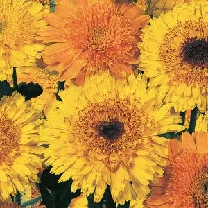 Unwins Calendula Princess Mix Seeds