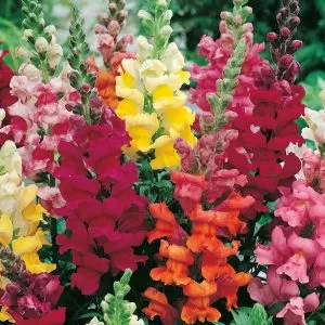 Snapdragons (Antirrhinum majus)