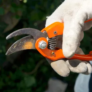 rusty blunt secateurs sharp cutting tools