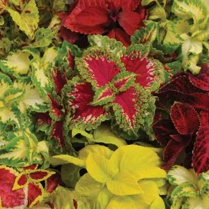 coleus warpaint unwins