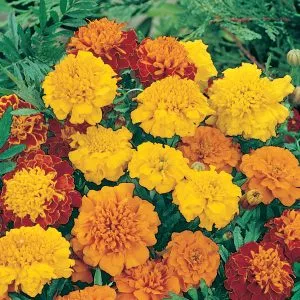 french marigold unwins