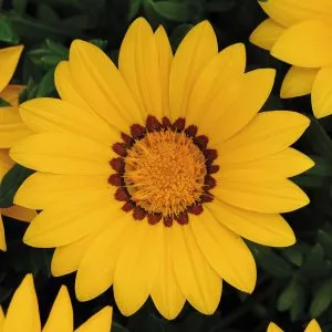 gazania unwins daybreak