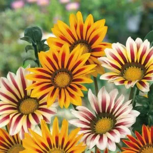 gazania unwins tiger stripes