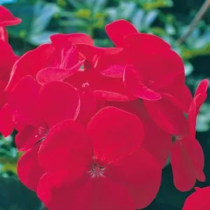 geranium unwins horizon red