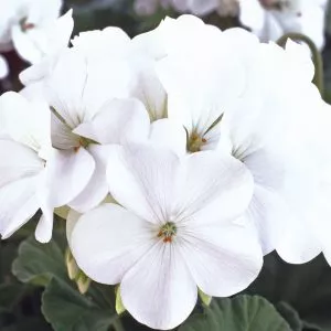 geranium unwins horizon white