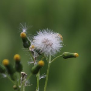 groundsel weed