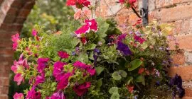 how to plant up hanging baskets