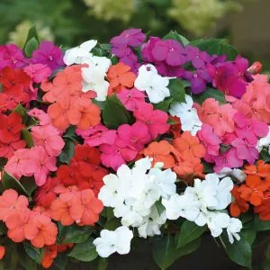 planting hanging baskets unwins impatiens