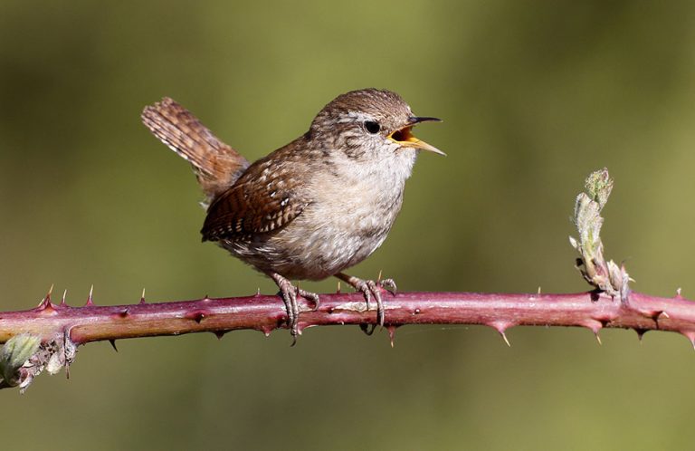 may garden birds