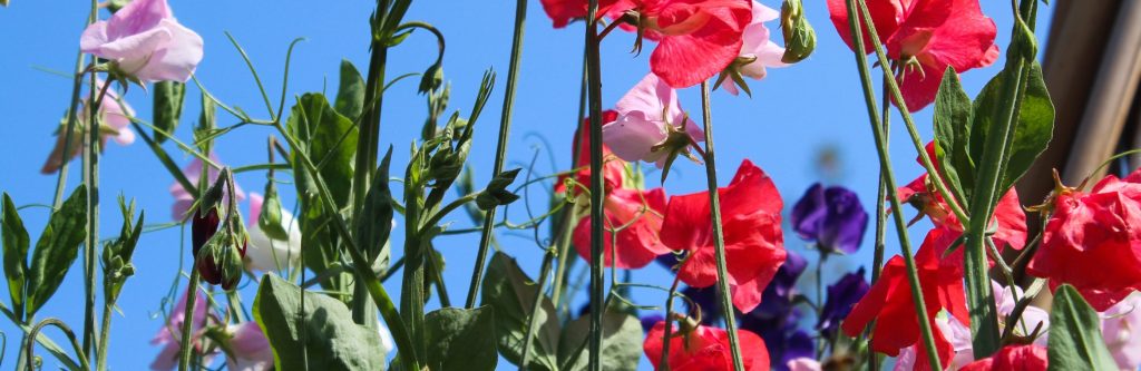 Essential Gardening for May