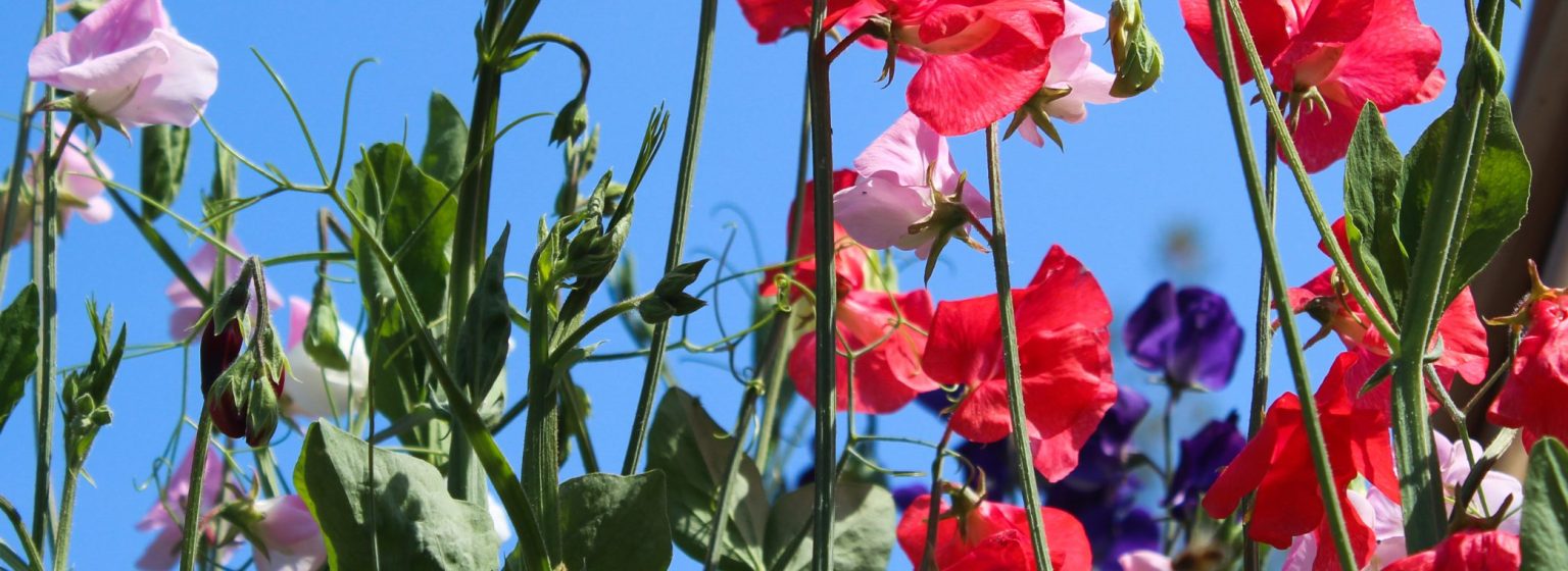Essential Gardening for May
