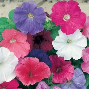 unwins petunia celebrity mix planting hanging baskets