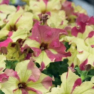 unwins petunia lime bicolour planting hanging baskets