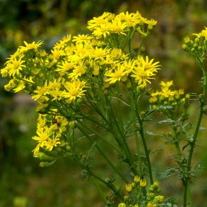 ragwort weed