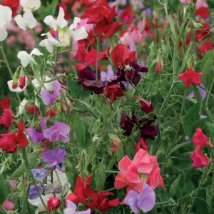 sweet pea 120 years unwins