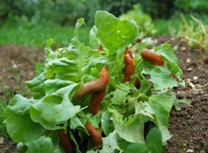 slugs on lettuce in wet weather