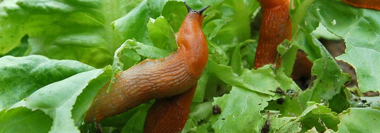 how to protect plants from slugs in wet weather