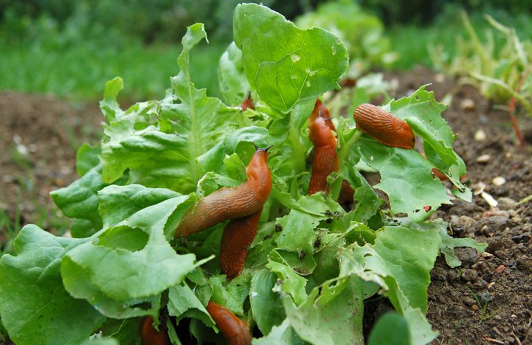 slugs in wet weather