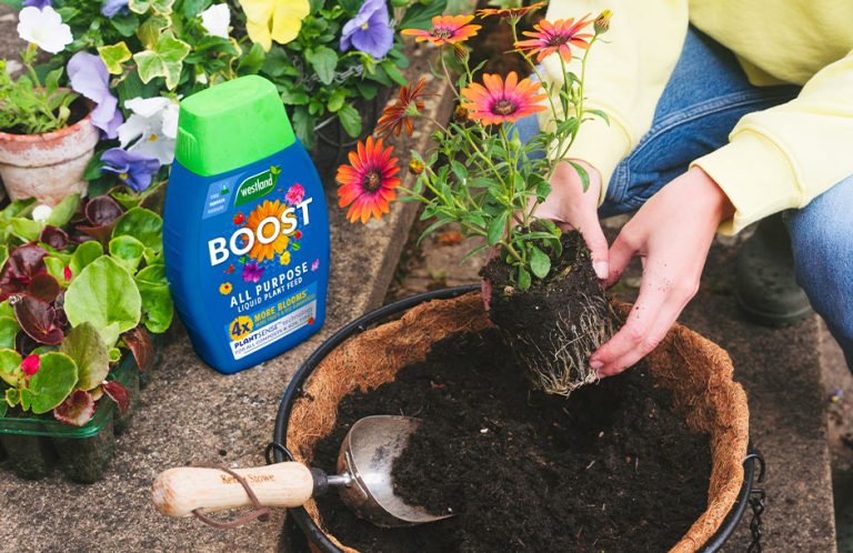 importance of feeding your plants