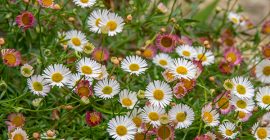 Compost for Flowers