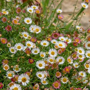 erigeron mexican fleabane