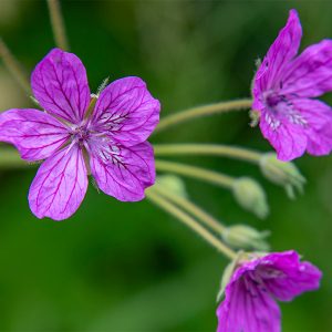 Erodium manescavi summer flowering plants