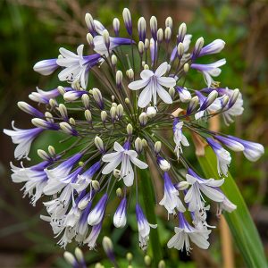 agapanthus firework