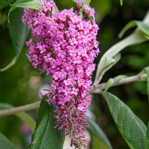 buddleja pink delight