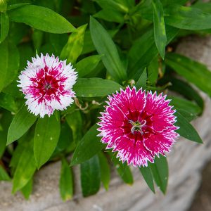 dianthus barbatus