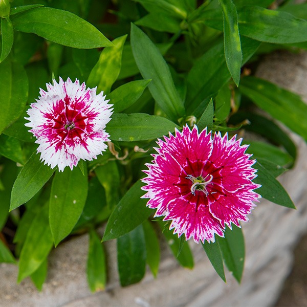 Best Summer Flowering Plants for your Garden Garden Health