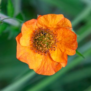 geum totally tangerine