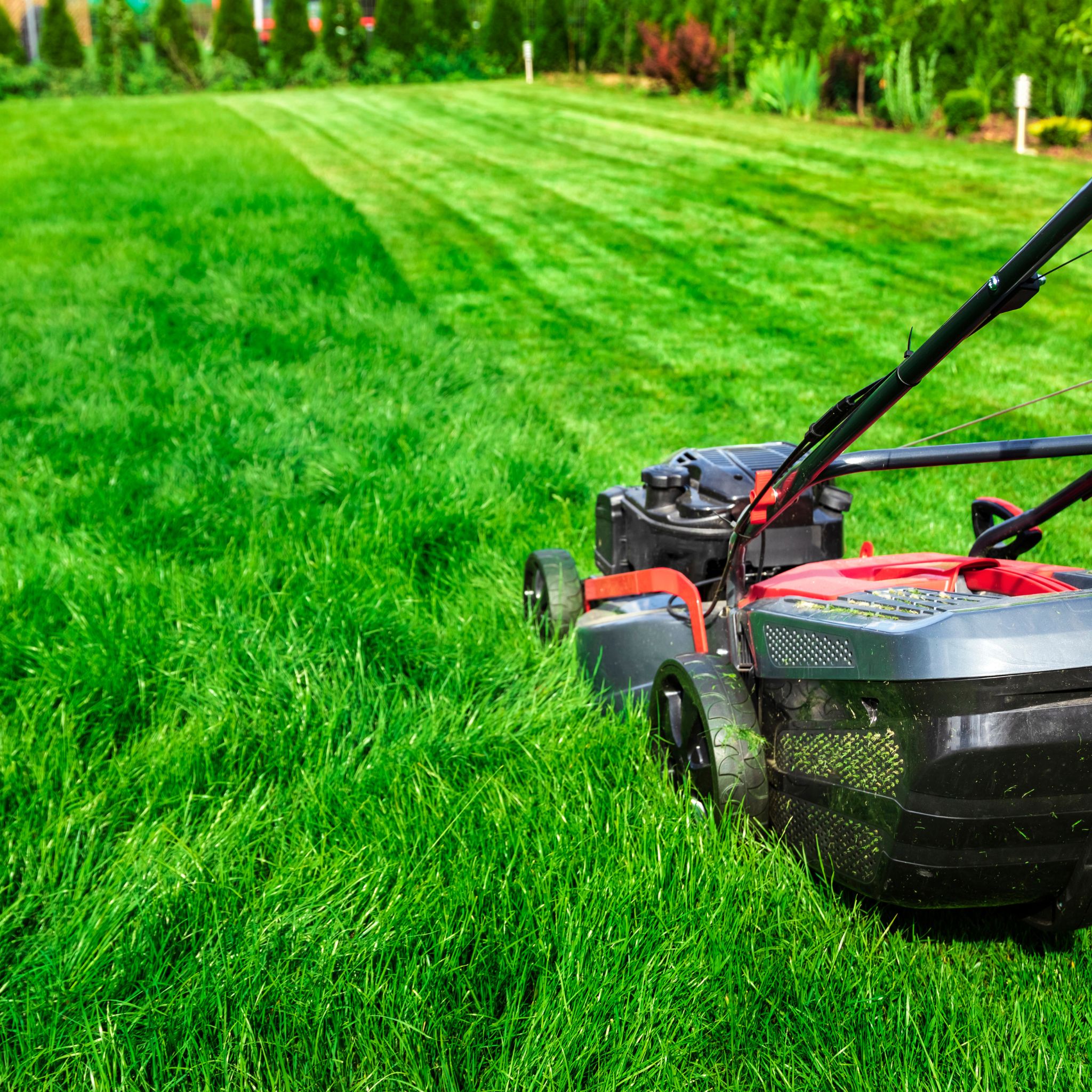 lawn wimbledon mowing
