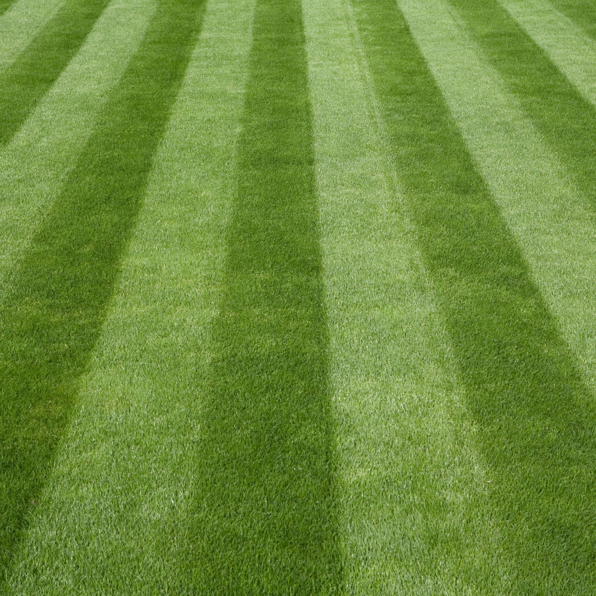 lawn wimbledon mowing