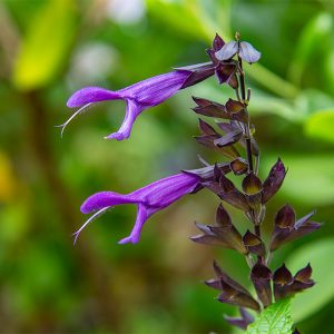 salvia amistad