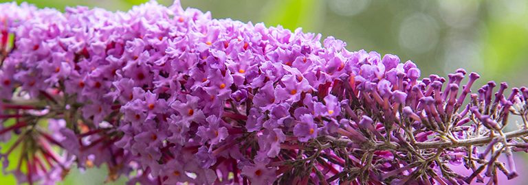 summer flowering plants featured