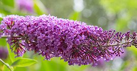 summer flowering plants