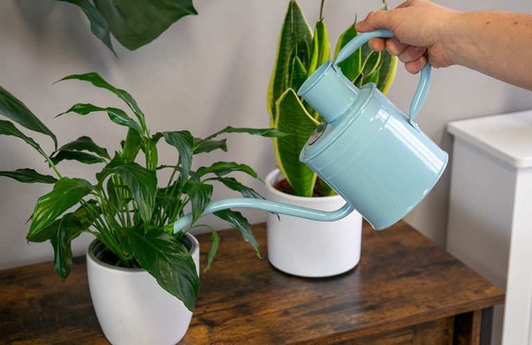 how to water and feed houseplants
