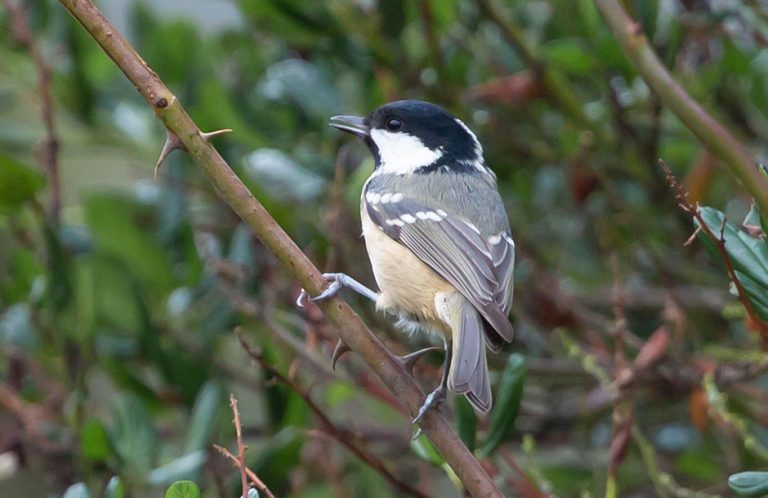 october coal tit peckish