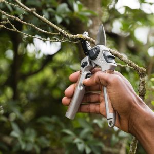 kent and stowe surecut hard wood anvil secateurs in use