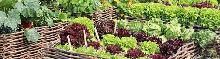 allotment banner