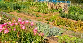 allotment