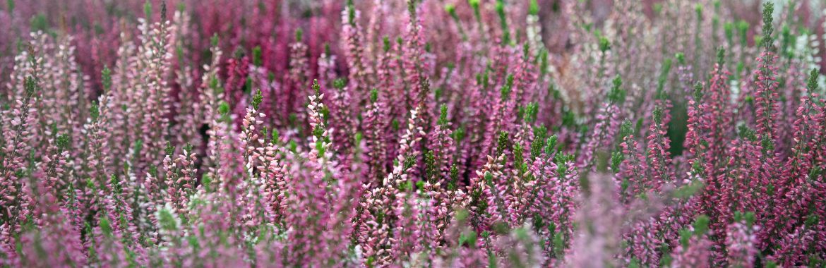 Essential Gardening for December