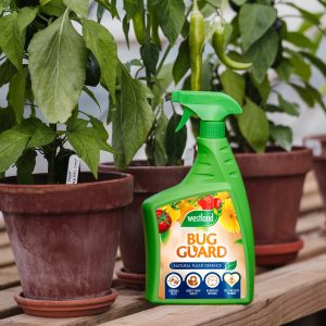westland big guard in greenhouse