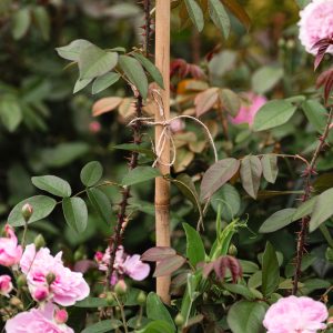 growers bamboo for perennials