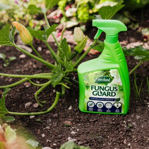 fungus guard ready to use next to courgette plant
