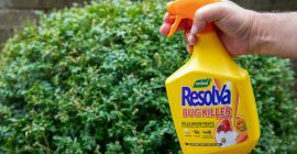 How To Guard Your Buxus